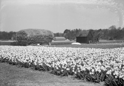 841481 Gezicht op een veld met bloeiende narcissen bij Lisse.